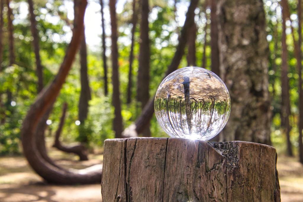 Krummer Wald mit Lensball